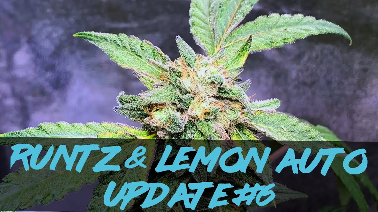 Matty Grows | The Indoor Grow | Runtz & Lemon Auto | #6 | #Purplecitygenetics #Runtz #LemonAuto