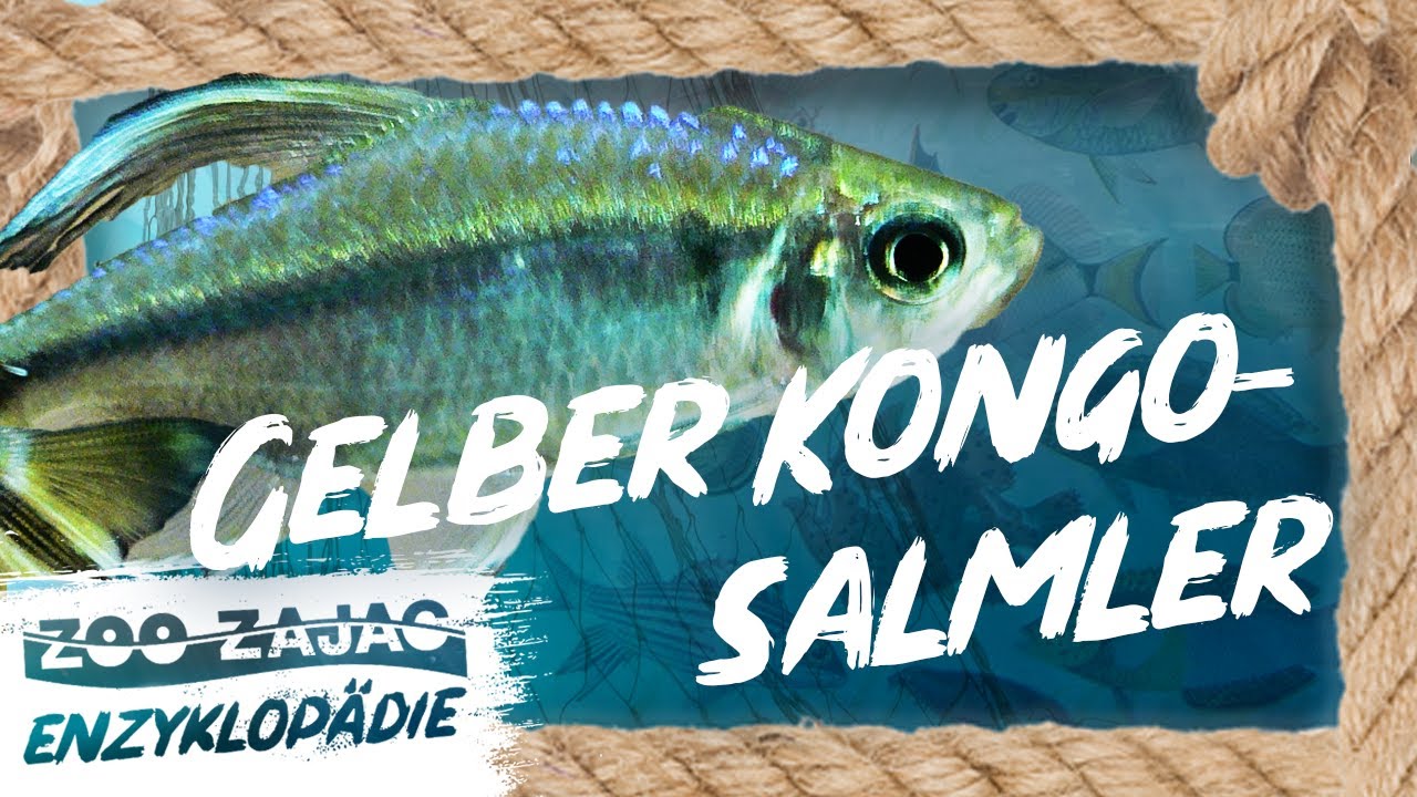 GELBER KONGOSALMLER | FISCHENZYKLOPÄDIE | ZOO ZAJAC