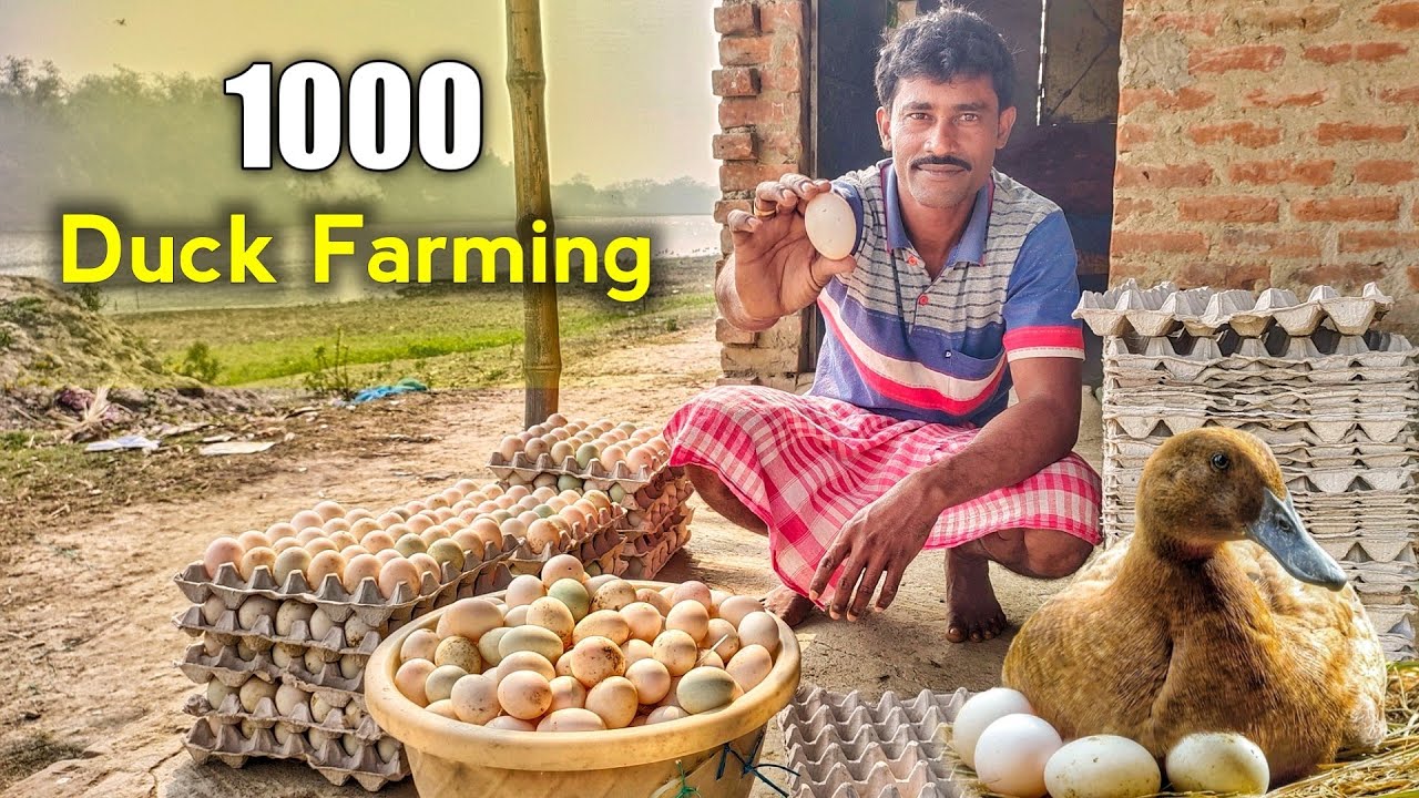 Old Duck Farm | Khaki Campbell Duck | নদীর ধারে হাঁস খামার