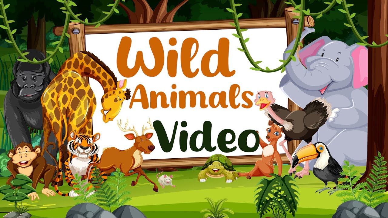 "wild animals | jungle animals | forest animals | wild animal list| wildlife video " "