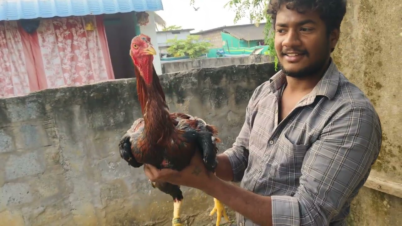 మన సంక్రాంతి పుంజులు తిమ్మయపాలెం 