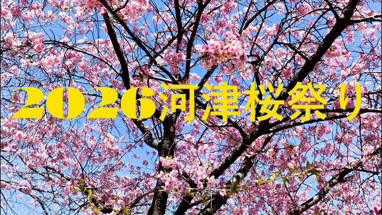 【PCX125】2026河津桜祭り🌸