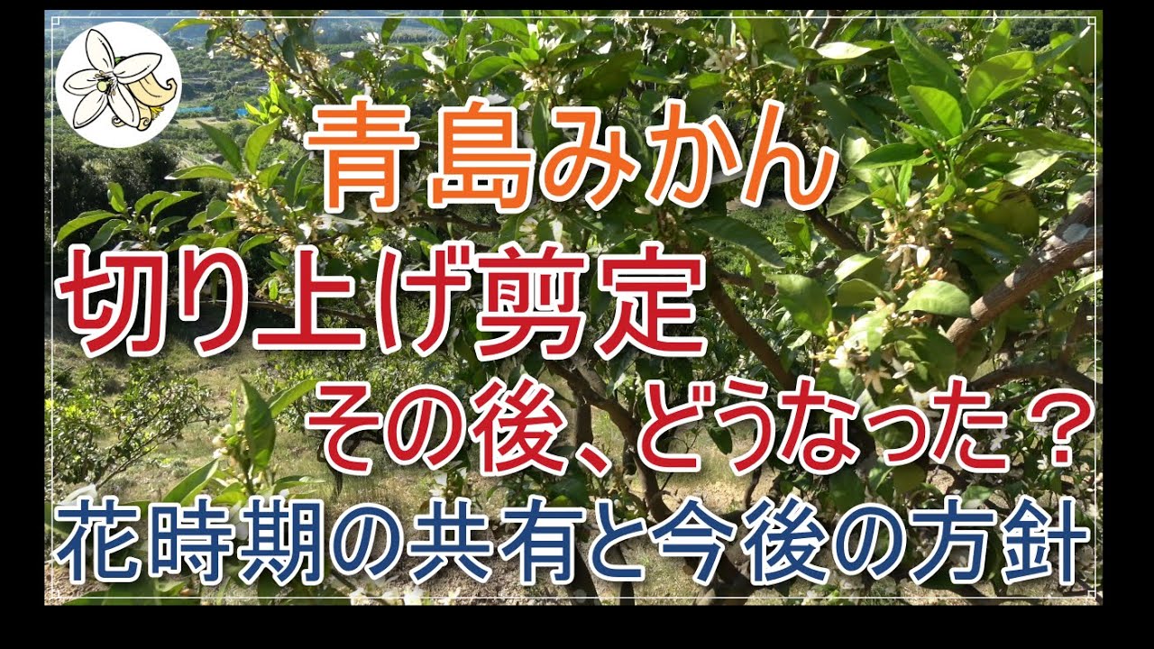 【5月の現状】青島みかん切り上げ剪定骨格作りのその後【今後の管理】