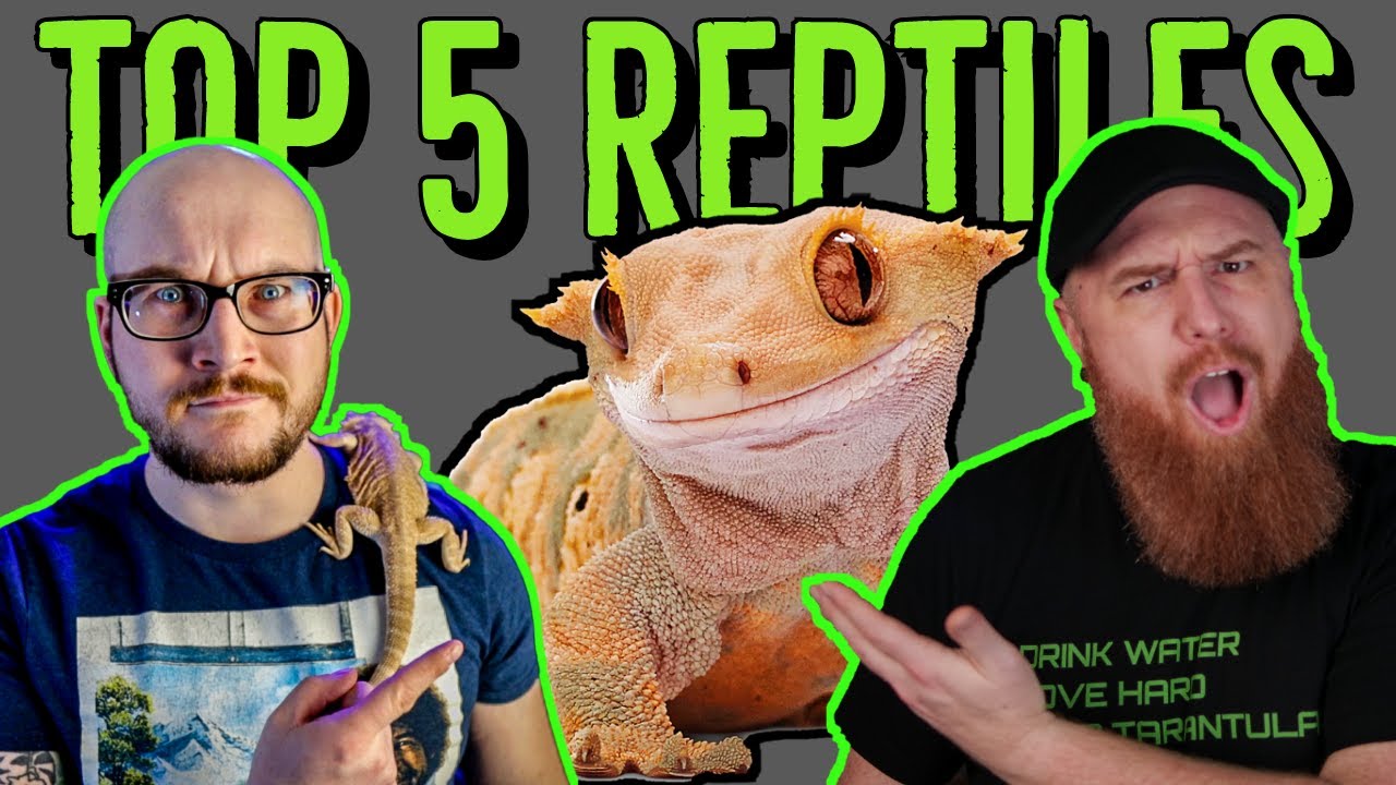 Top 5 REPTILES YOU NEED w/ Wickens Wicked Reptiles