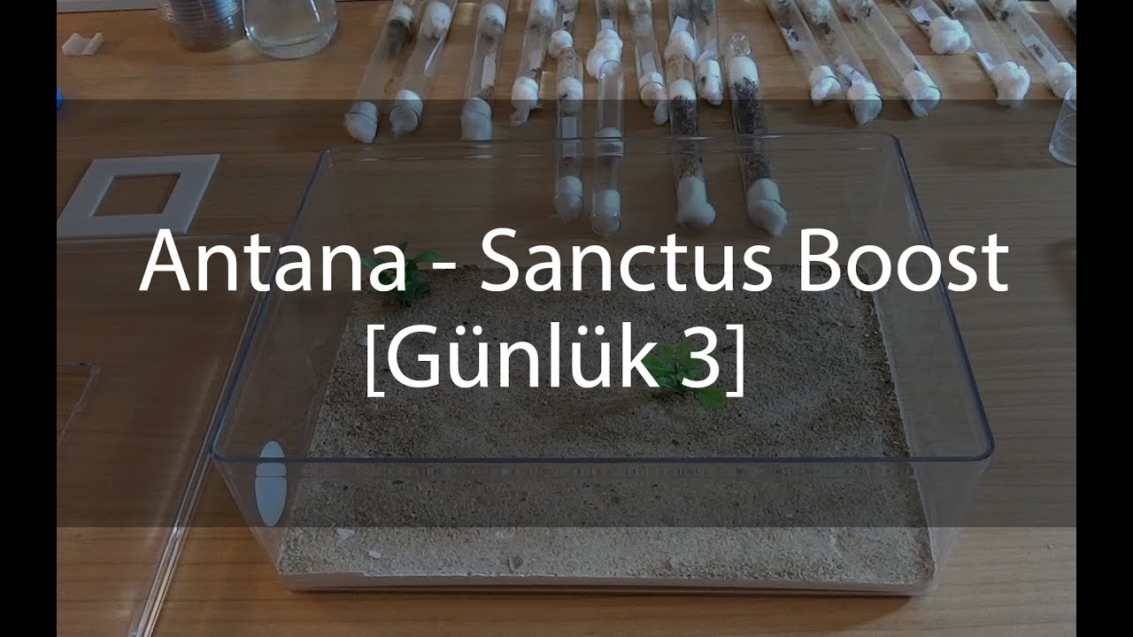 Antana - Camponotus Sanctus Günlük 3 / Boostluyoruz