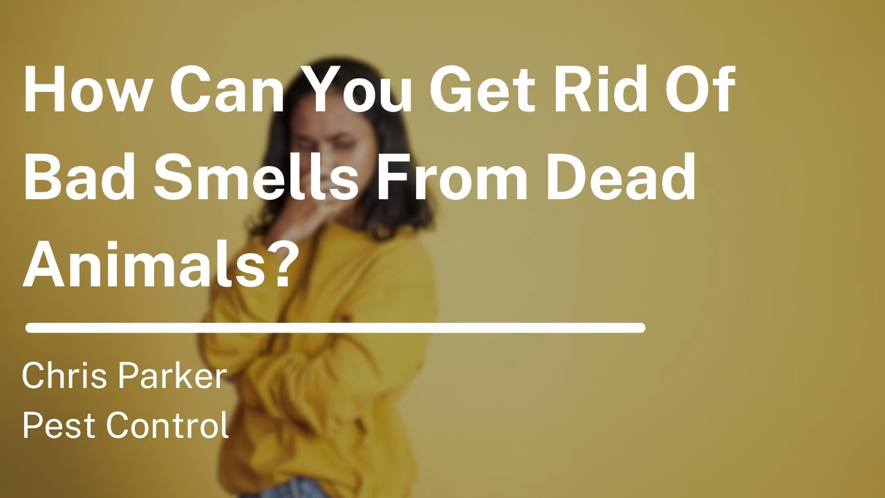 How Can You Get Rid Of Bad Smells From Dead Animals?