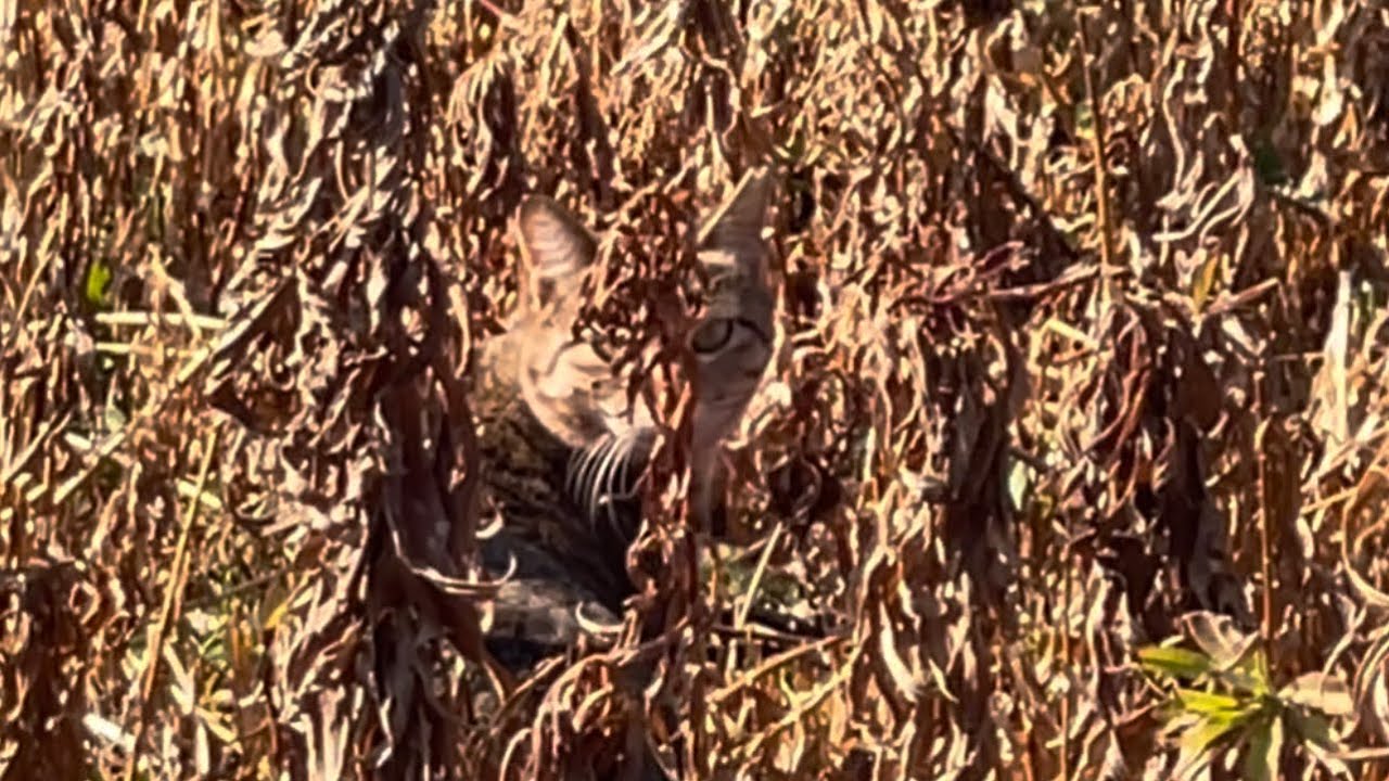 💜😸 2026年3月14日(10日) wild cat,野良猫,들고양이