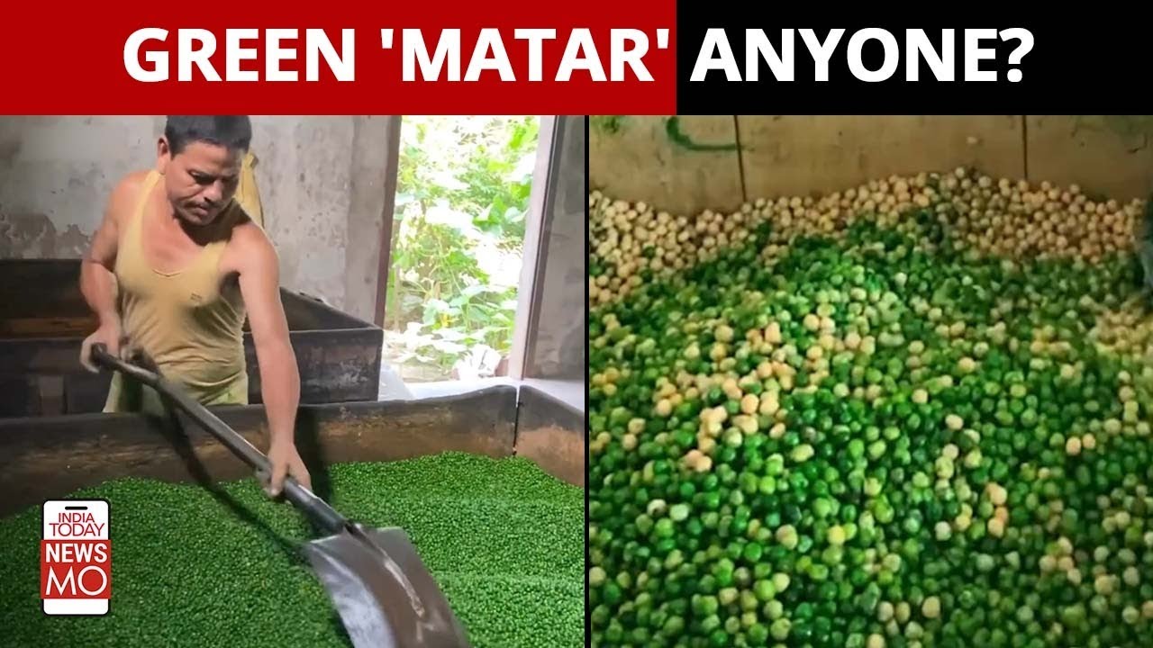 This Salted 'Green' Matar Making Process will Make you Doubt Your Snacking Choices