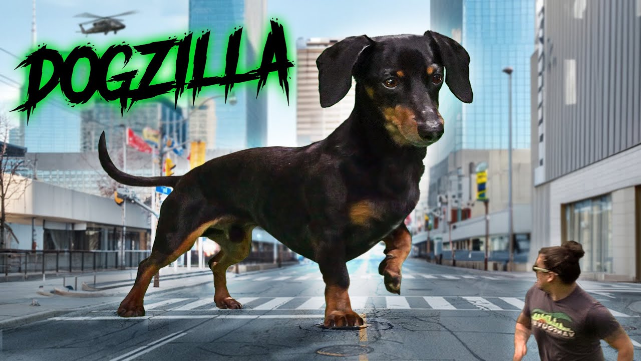 Ataque del perro salchicha gigante - Es... ¡DOGZILLA!