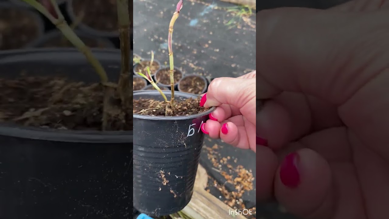 Крупнолистная гортензия, саженцы зимовка в открытом грунте 