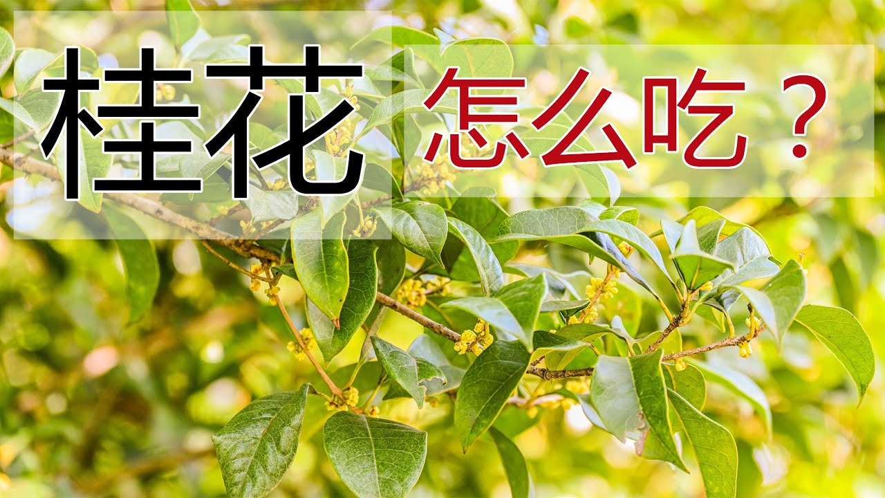 桂花的功效和作用，桂花食疗方法,桂花食用禁忌