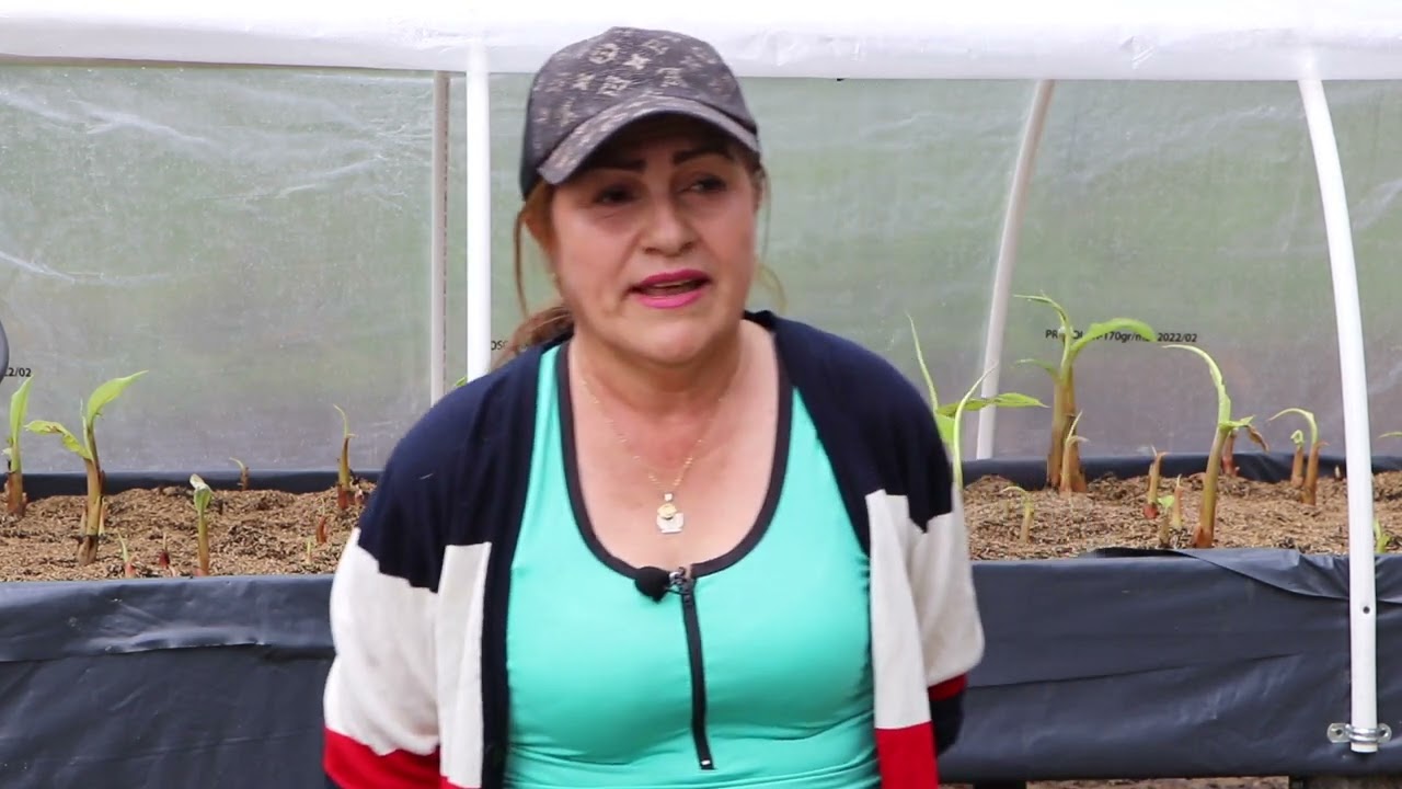 ¿Desea producir plátano rápidamente? Multiplicación de semilla de plátano como modelo de agronegocio