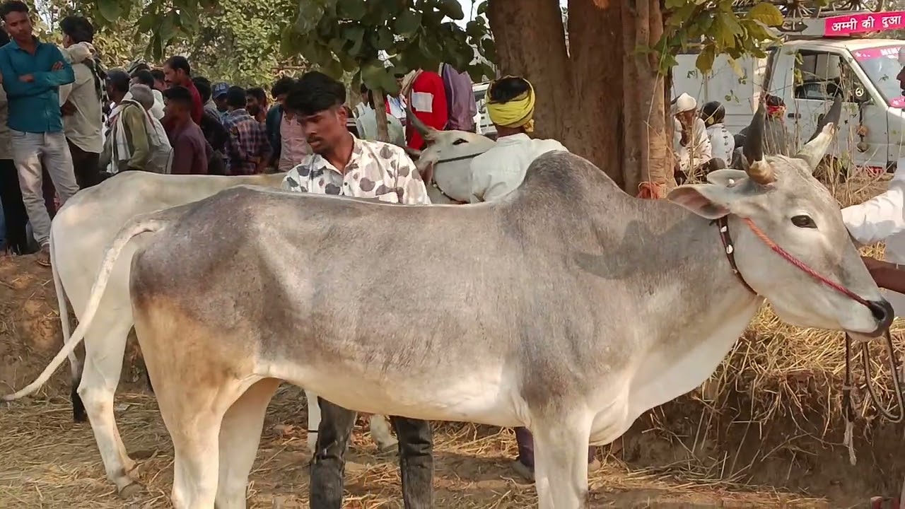  नगझर पट फायनल राऊंड में लगी बैल जोडी वा मालिको के नाम सभी जोडीया उढान भरने वली नवम्बर कि जोडी देखे 