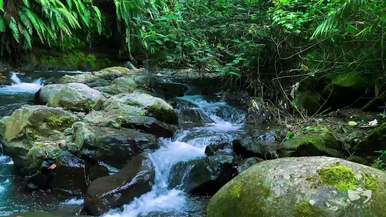 River Sounds for Sleeping. Soothing Forest Stream Ambience for Sleep and Meditation #river 5