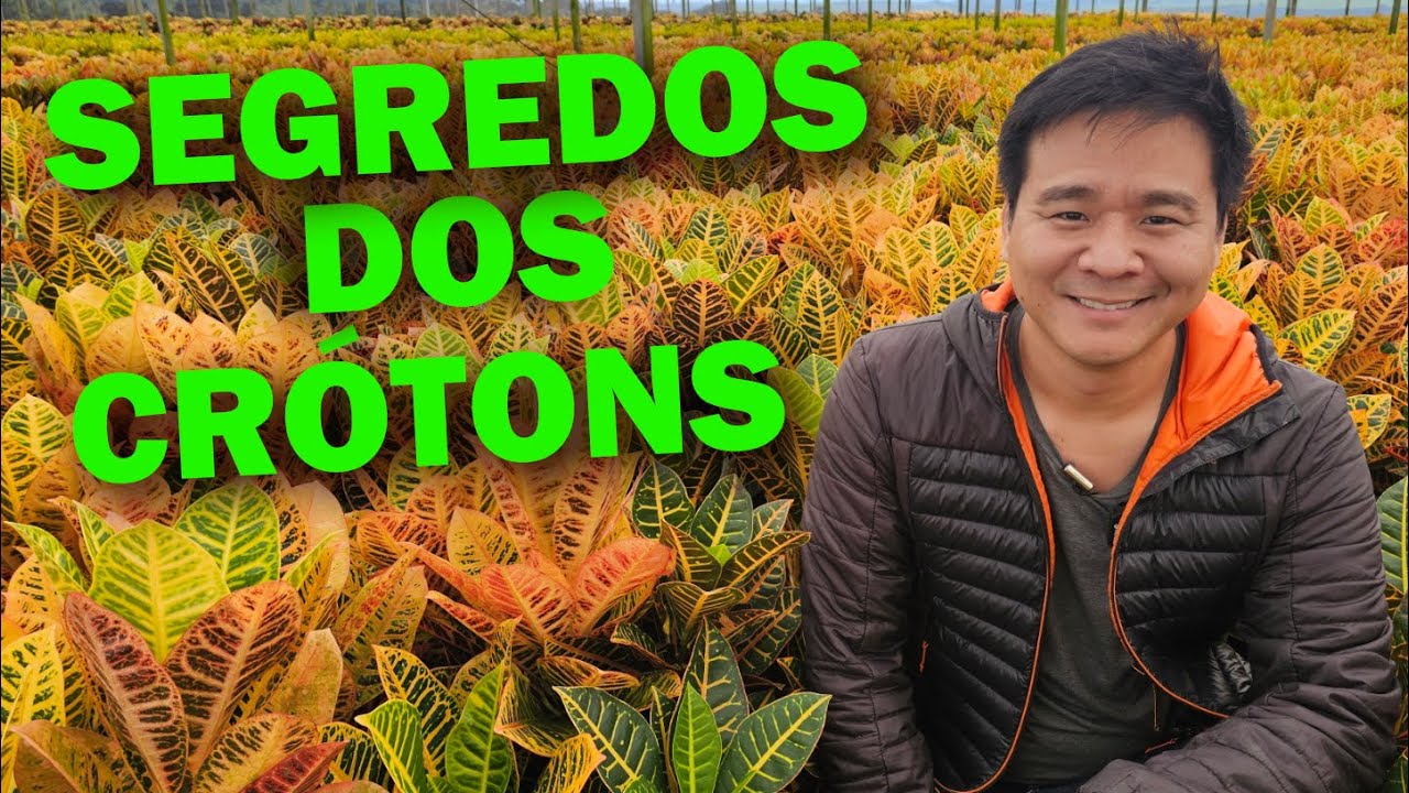 Segredos dos CRÓTONS.