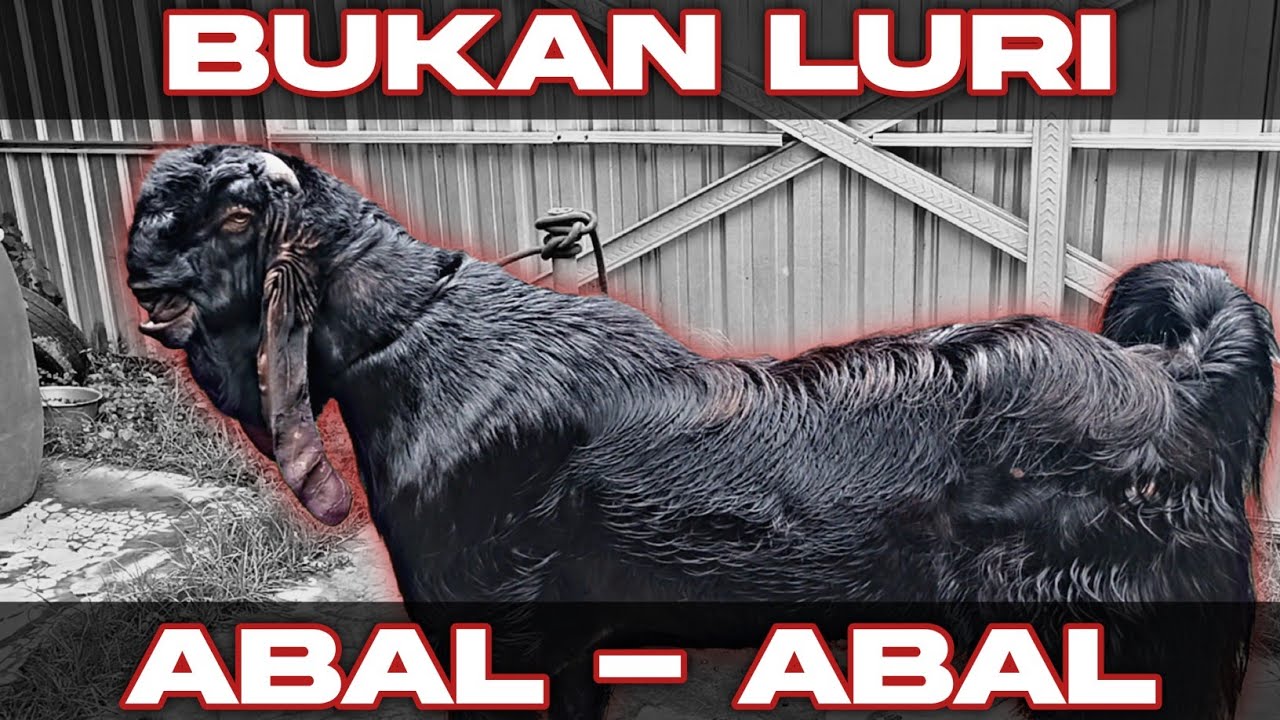 LURI ELIT KLASIK ADA DIKANDANG MAS ADIT JEMBER