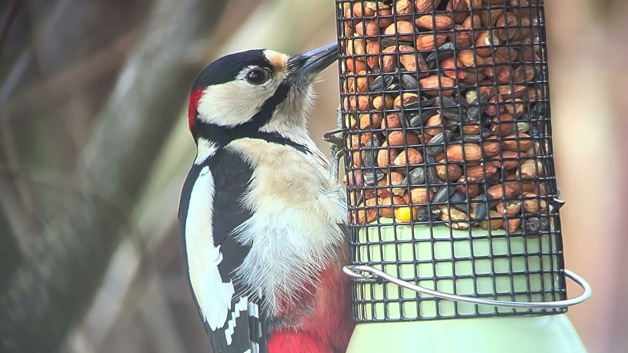 Filmpje 3 grote bonte specht op Vogelvoederplaats Prinsenpark #andrenuyens #Prinsenpark #5/2/2026