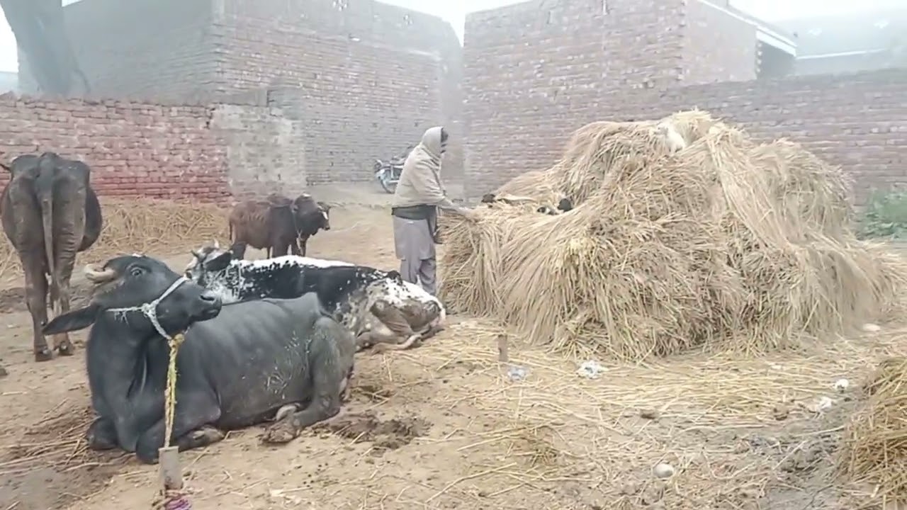 Look How A faithful dog protecting animals in open courtyard | How villagers help each other in need