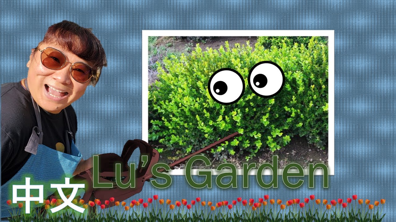 Trimming Boxwood in Lu's Garden (修剪✂️万年青（小叶黄杨）)