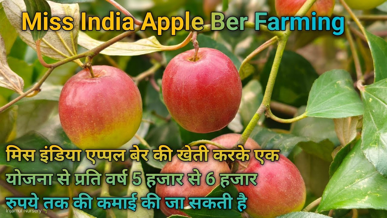 Miss India Apple Ber new variety Contact 7029279400
