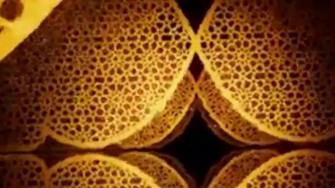 Kajian Islam Ustadz H. Abdul Aziz 20/01/2026 https://linktr.ee/samhanmedia
