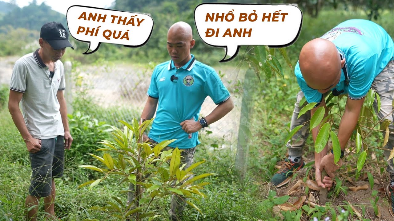 THÉP QUYẾT ĐỊNH NHỔ SẦU RIÊNG BỎ HẾT VÌ LÝ DO GÌ... | CUỘC SỐNG NÔNG DÂN
