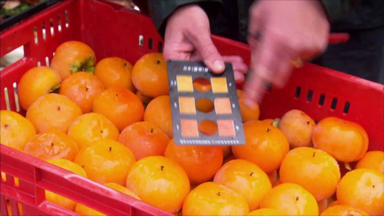 Persimmon Production in Northland