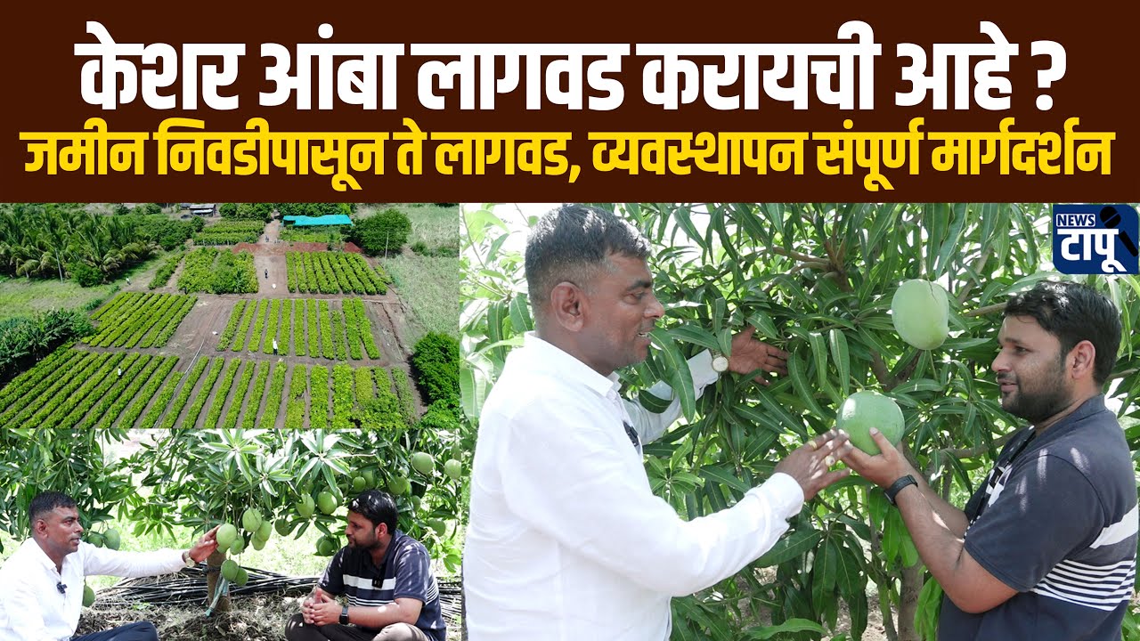 गुणवत्ता अन् उत्पादकतेत केशर आंबा सरसच !  | kesar mango | News Tapu | Kesar aamba | केशर आंबा |