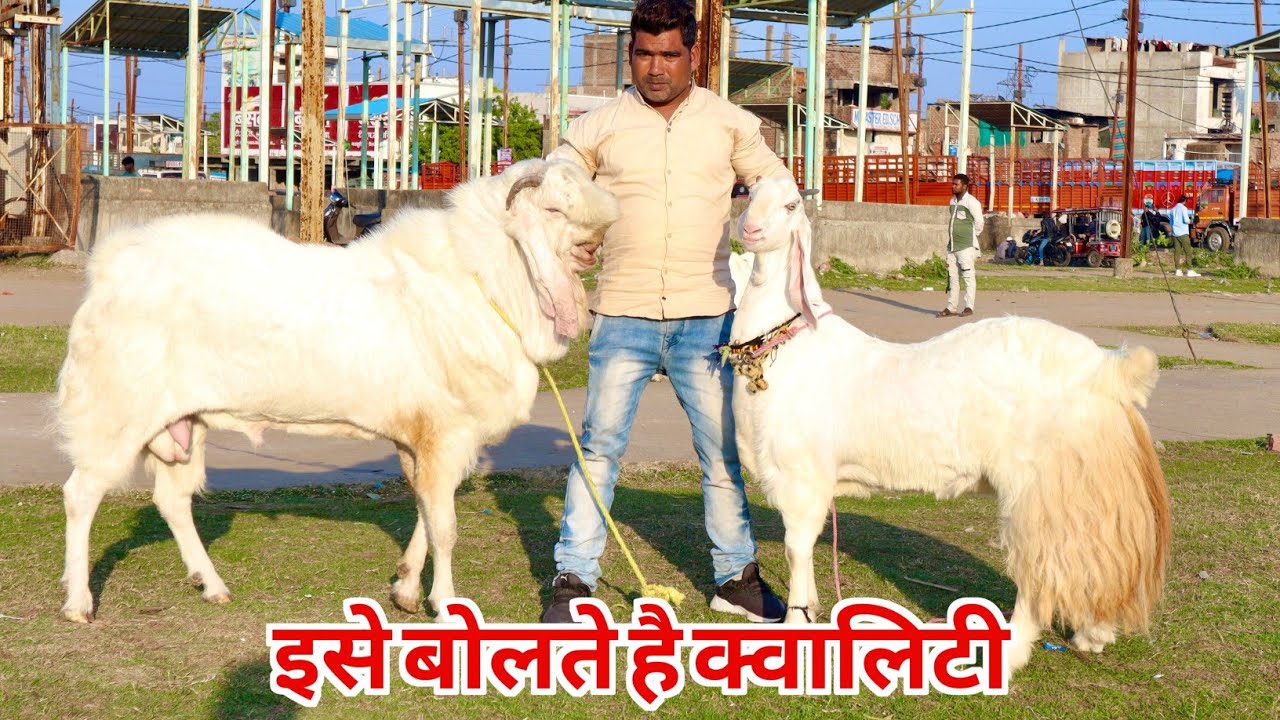 High Quality Hansa & Rare Spotless Pink Totapari Goat At AJ Goat Farm