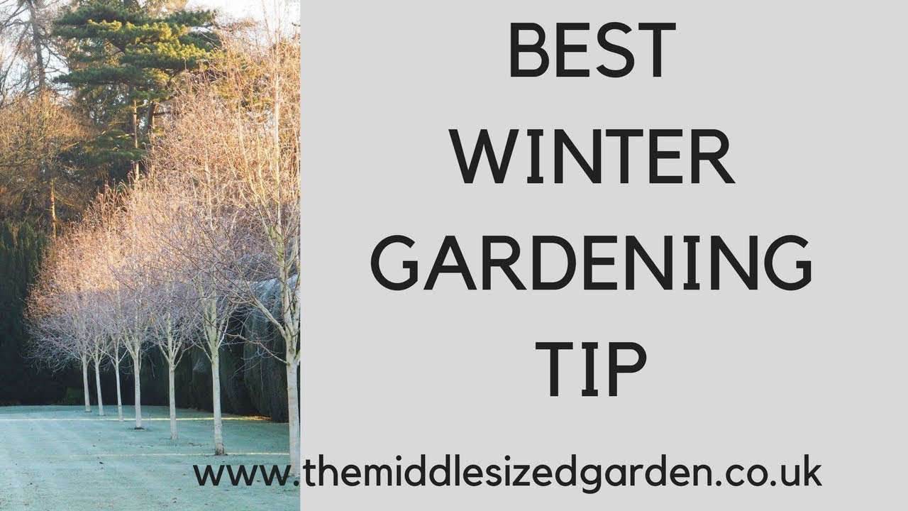 Best winter gardening tip - your lawn!