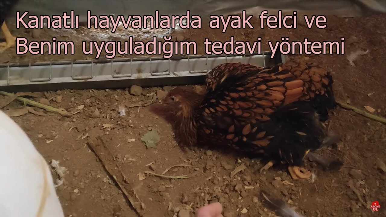 Kanatlı hayvanlarda ayak felci ve Benim uyguladığım tedavi yöntemi #tavuk #horoz #civciv #hindi