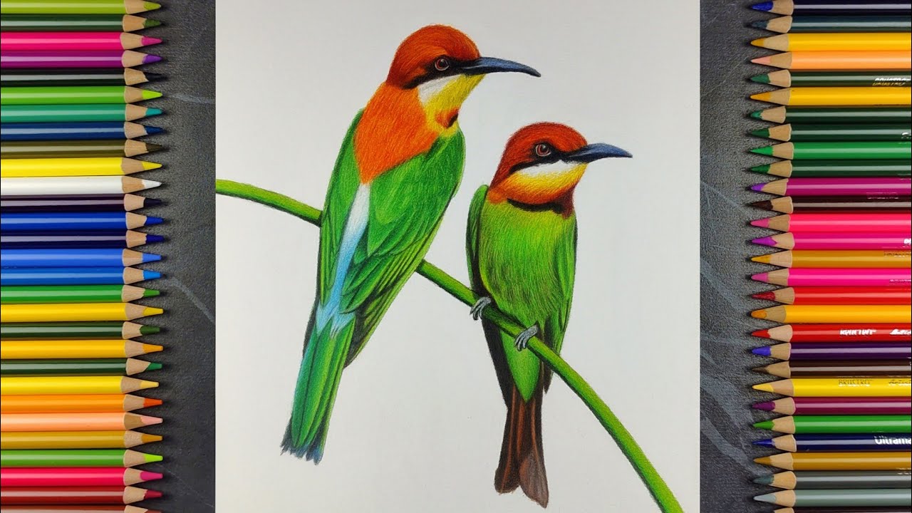 Realistic Bee-eater Bird Drawing | Colour Pencil Timelapse Art 