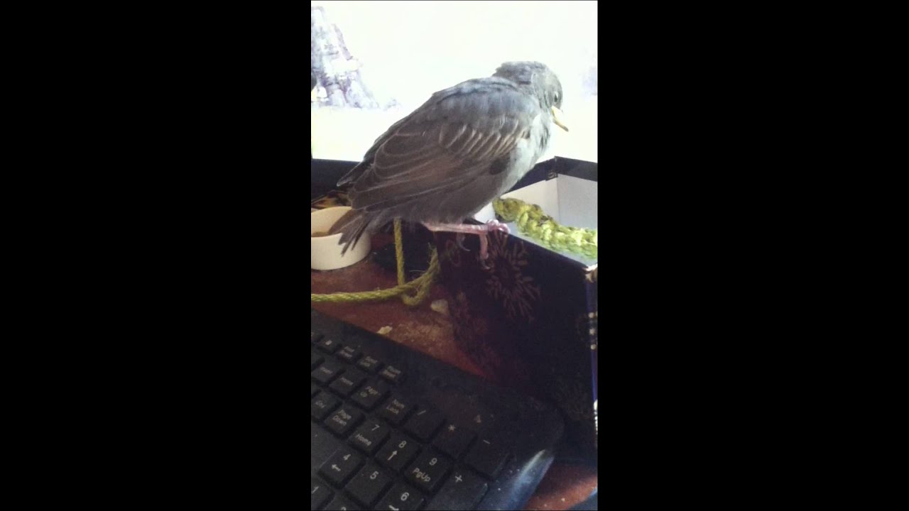 Starling Fledgling Playing With His Perch