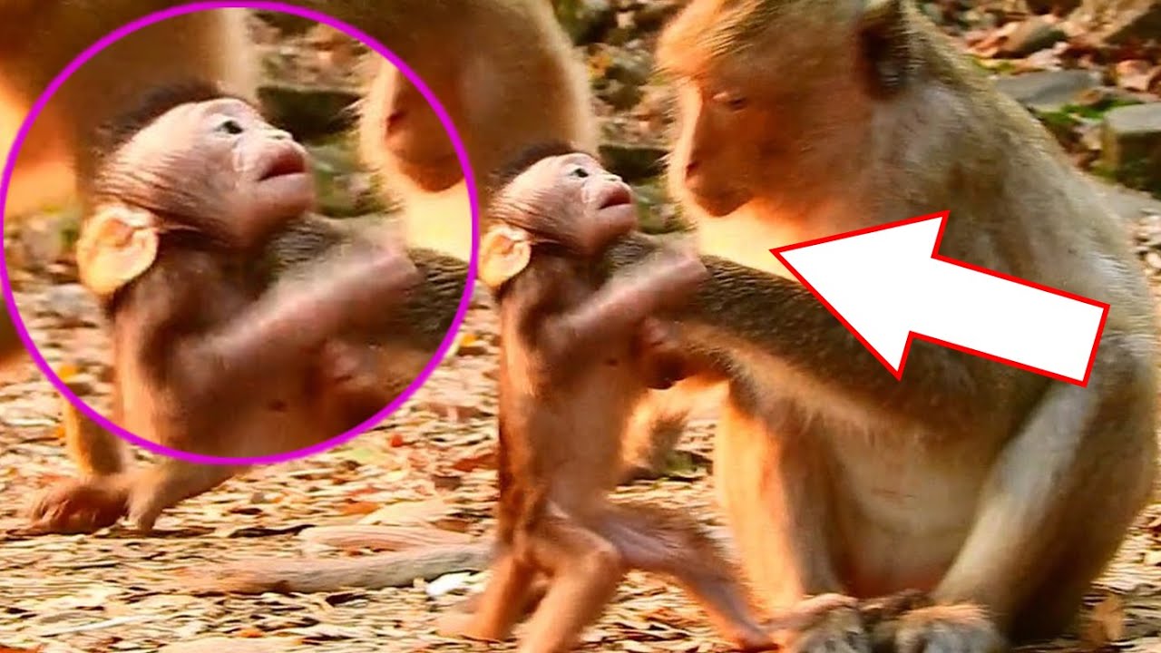 Pitiful !! Baby monkey newborn got warning milk from young mother cos very terrible