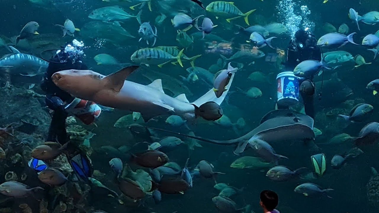 Feeding Shows At The Aquarium of Sea World Ancol