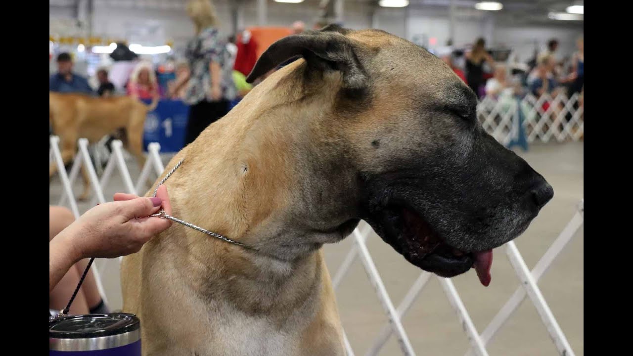 2019 AKC /HeartOfTex Great Dane specialty.