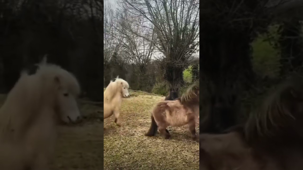FUNNY SHETLAND PONIES!!! #trending #horses #equestrian #equestrian #funny #wednesday #fluffy