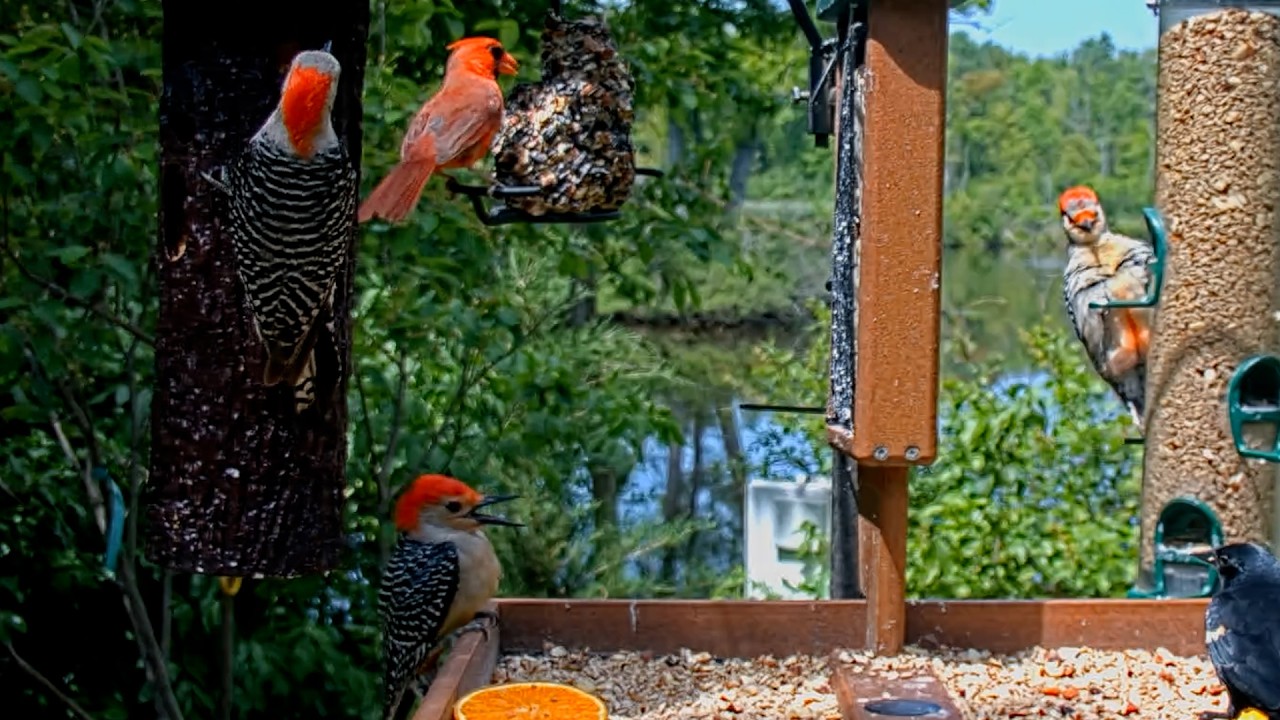 Red-bellied Woodpeckers Descend On The Cornell FeederWatch Cam | June 5, 2026