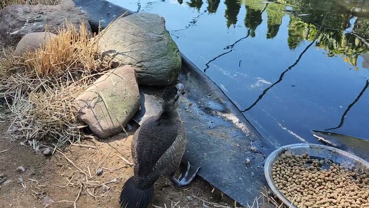 Last duck raised this year.