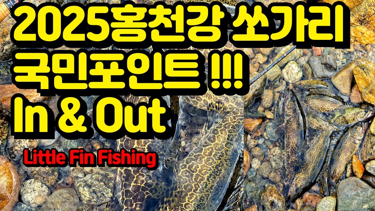 [쏘가리낚시] 홍천강 쏘가리 국민포인트 미노잉게임 그리고 In & Out !!!!!