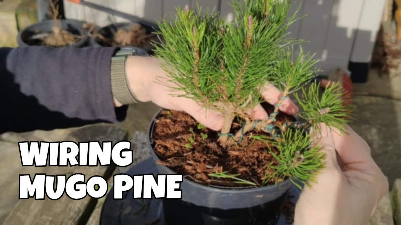  Mugo Pine Bonsai - First Time Styling 