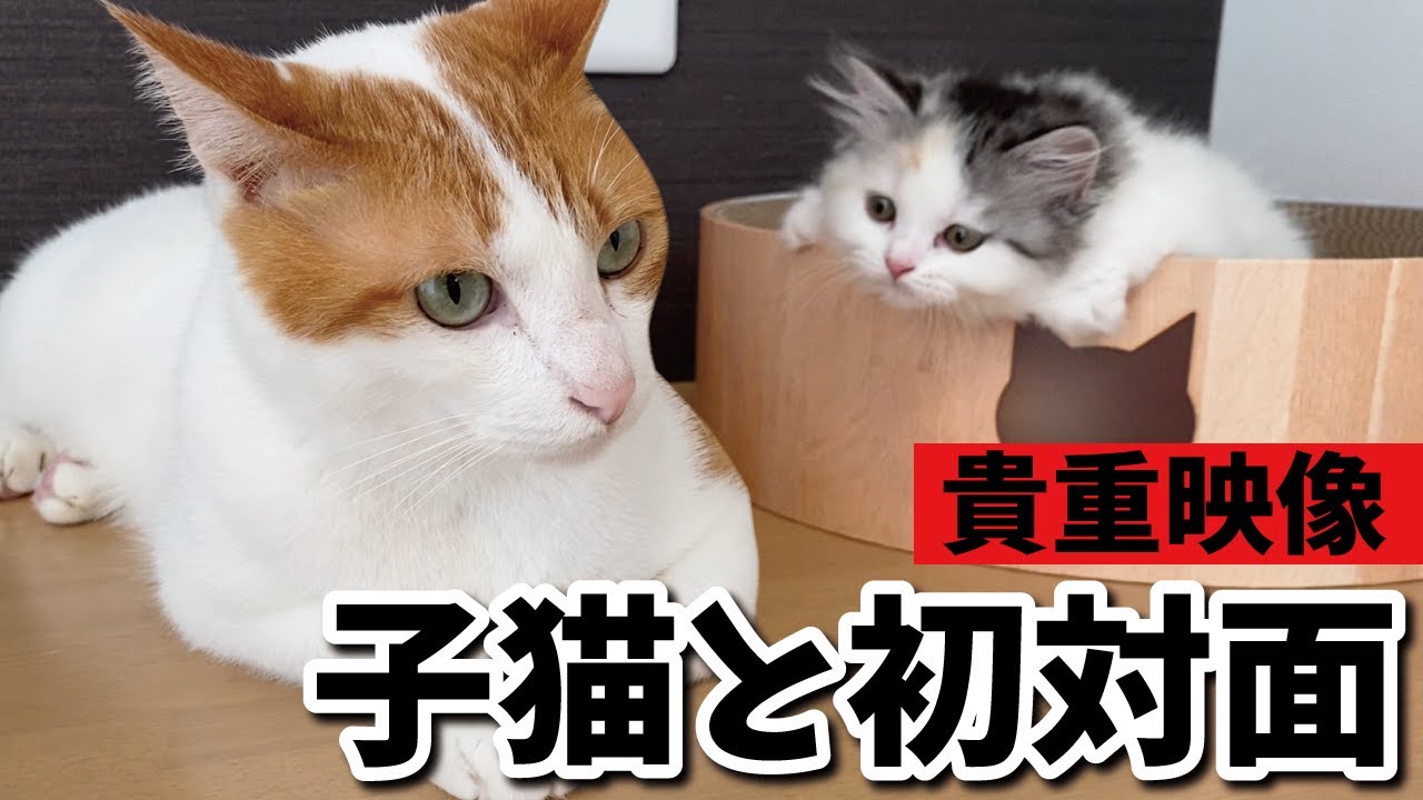 【貴重映像】生後３ヶ月のつくしと師匠がはじめて出会った日【関西弁でしゃべる猫】【猫アテレコ】