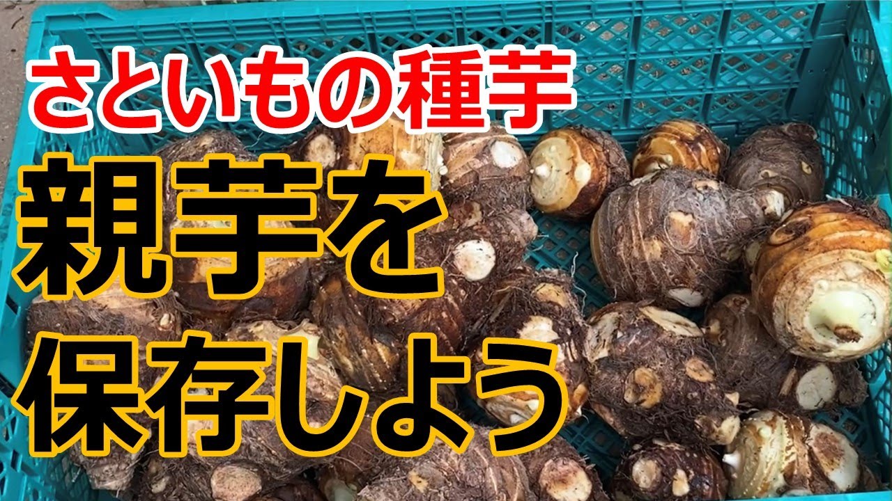 【種芋の保存】さといもの種芋　親芋の保存方法