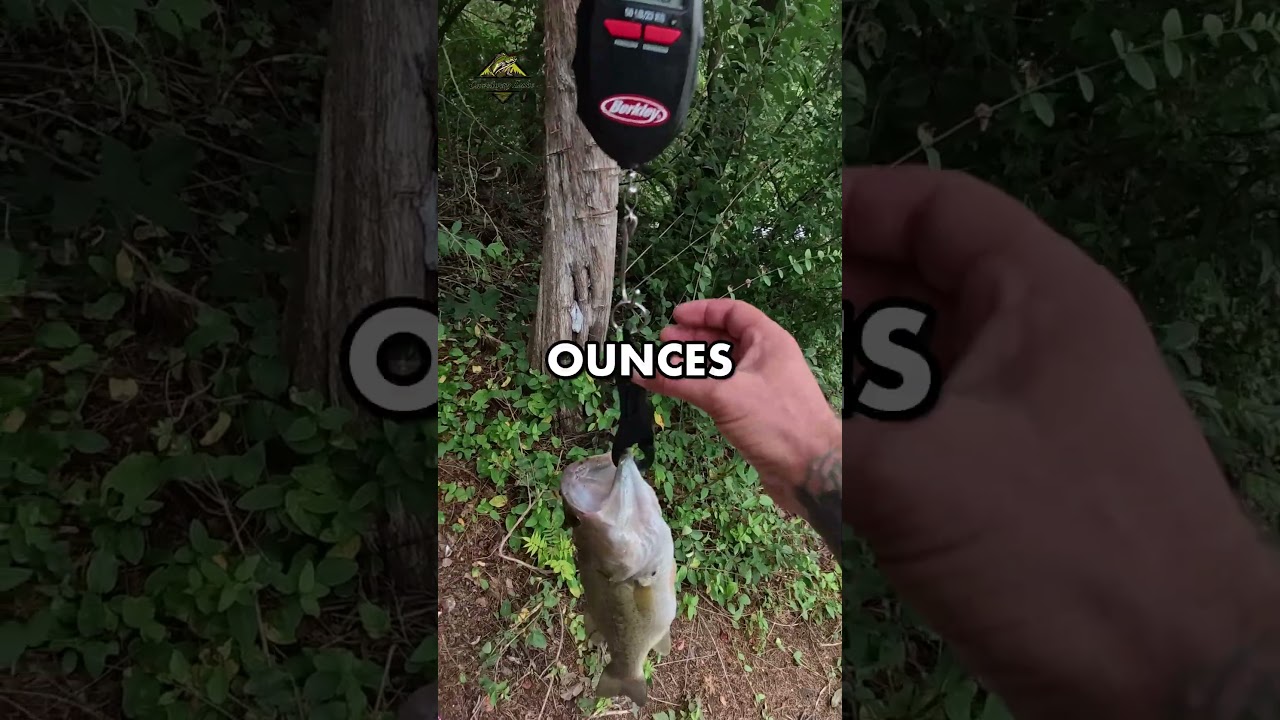 Нет ничего лучше, чем поймать рыбу с первого заброса #fishing #pov #fyp #pfypシ #bass