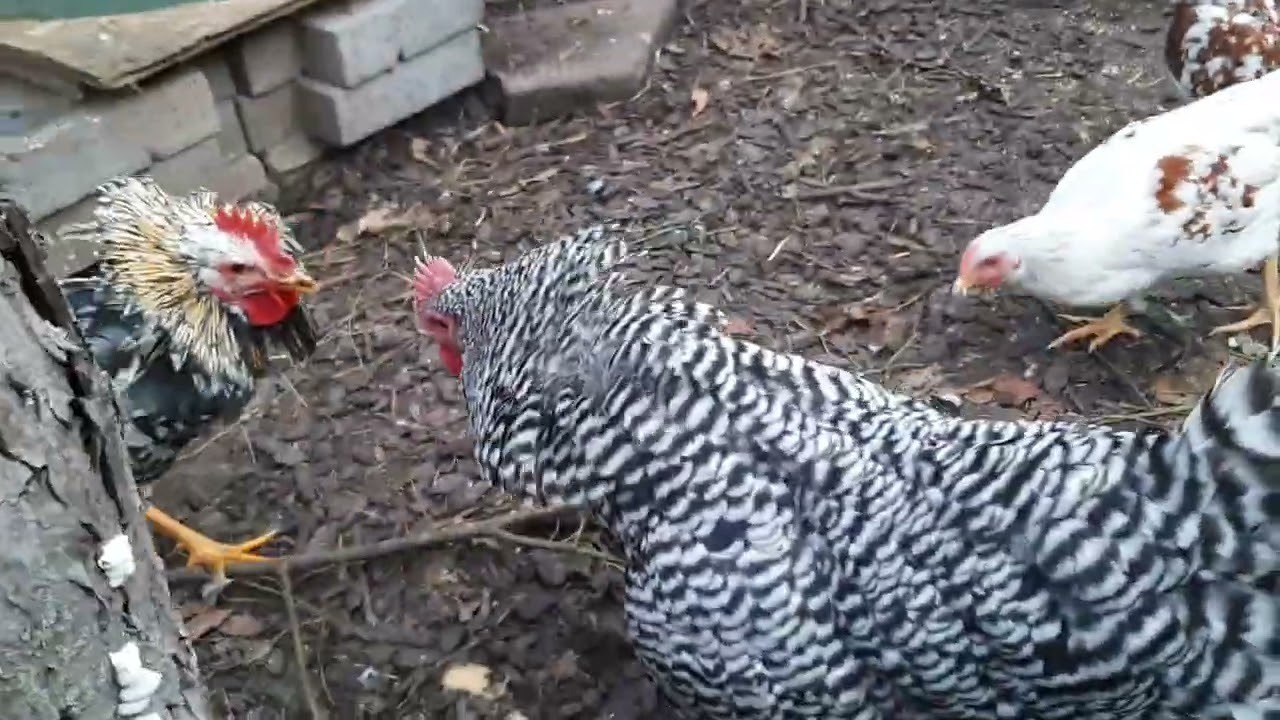 schwedische blumenhühner - chicken rooster fight