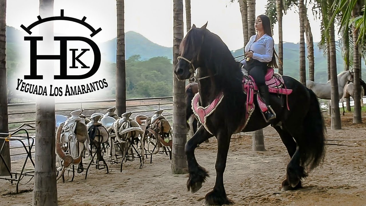 CABALLOS BAILADORES DE YEGUADA LOS AMARANTOS
