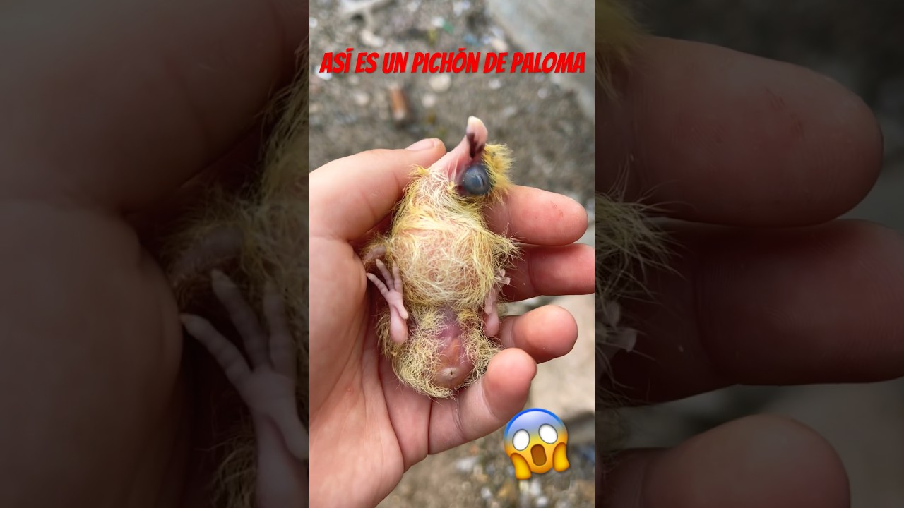 AS&Iacute; ES UN PICH&Oacute;N DE PALOMA 🕊️ RECI&Eacute;N NACIDO 😱😍ALUCINANTE ‼️