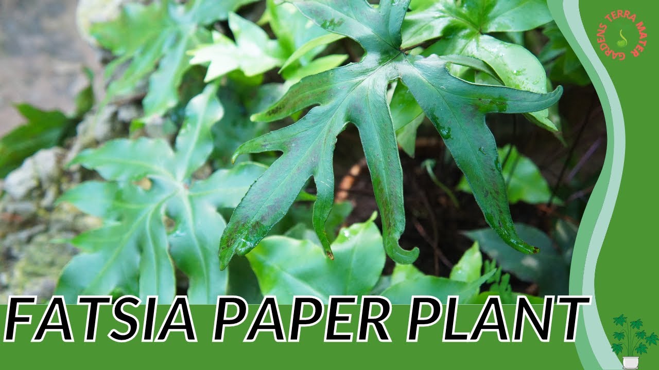 FATSIA PAPER PLANT Information and Growing Tips! (fatsia japonica)