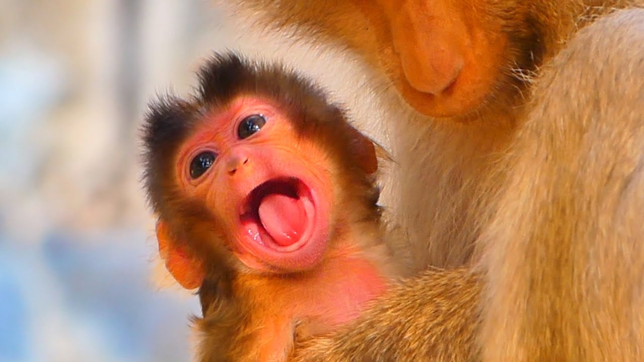 Warm Morning Hug — Baby Monkey Clings to Mama in the Cold 🐒💛.