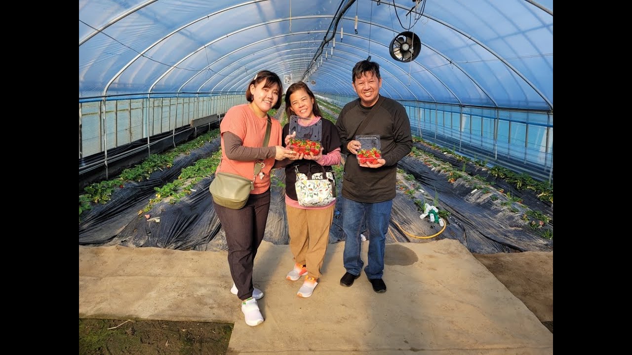 Seoul Day 6 vlog | Yangpyeong Dumulmeori 양평두물머리, Strawberry picking & jam-making🍓, Jin Day 💜